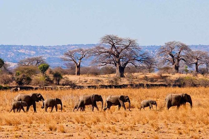 9 Days Kenya Tanzania Safari - Wildlife Experiences
