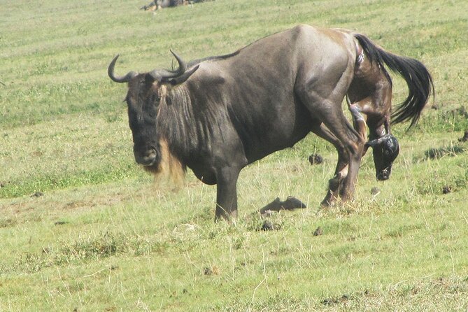 9 Days Private Serengeti Wildebeest Migration Safari - Pickup and Transportation Details