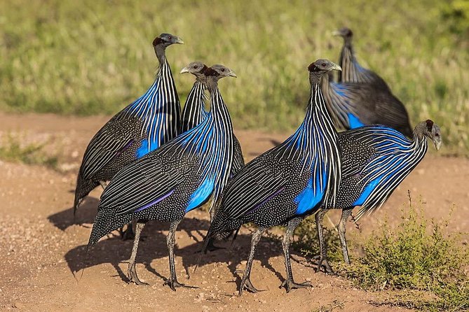 9 Days Samburu, Nakuru, Masai Mara, Amboseli Safari - Accommodation Details