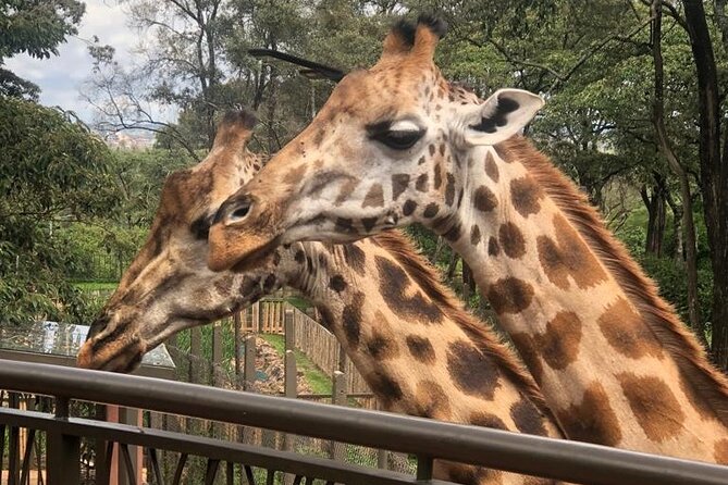 A Day Tour to Nairobi National Park and Giraffe Center - Inclusions and Fees