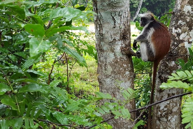 A Half Day Private Tour To Jozani Forest - Inclusions and Exclusions