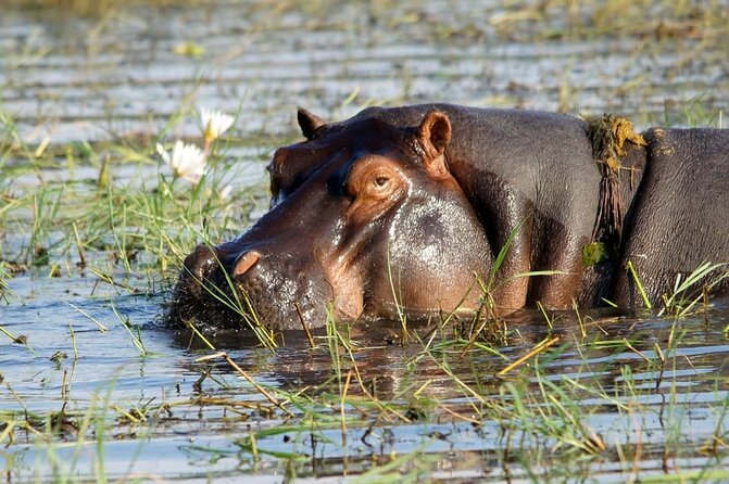 A Private Chobe Full Day Trip -Bostwana