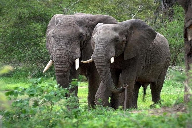Aberdares National Park Luxury Lodge Safari 2days 1 Night Tour - Accommodation Highlights