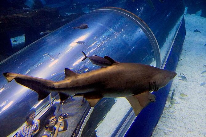 Access Entrance Ticket to AquaRio Aquarium - Including Transport and Ticket - Meeting and Pickup Details