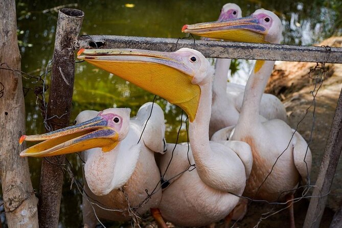 Africano Park Alexandria Safari From Cairo - Tour Highlights