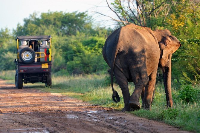 Afternoon Safari at Minneriya National Park - Inclusions