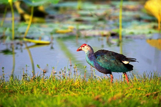 Afternoon Safari to Bundala National Park - Safari Schedule