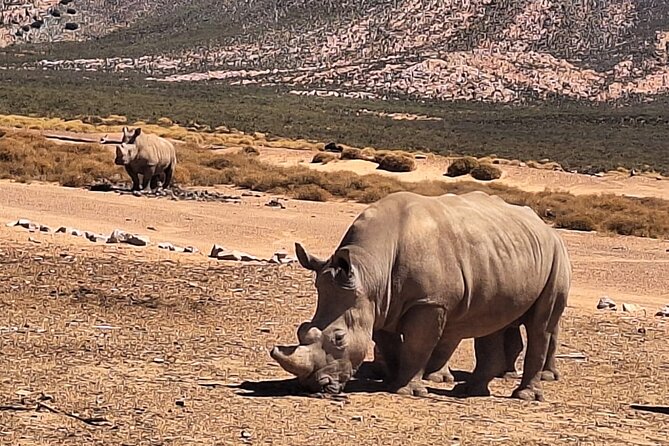 All-inclusive Big 5 Aquila Safari Game Drive Experience Day Tour - Pickup Details
