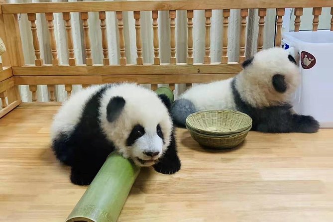 All Inclusive Customizable Chengdu Full Day Panda Tour