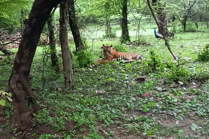 All Inclusive Private Tiger Safari Day Trip Jaipur to Ranthambore - Directions