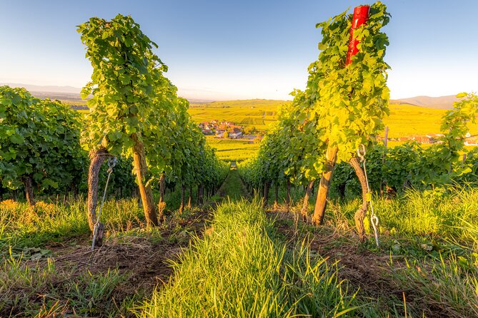 Alsace Wine Odyssey: Full-Day Private Tour From Strasbourg - Itinerary Highlights