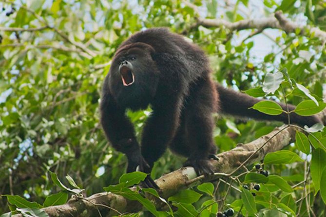 Altun Ha, Cave Tubing, & Baboon Sanctuary From Caye Caulker - Booking and Pricing Information