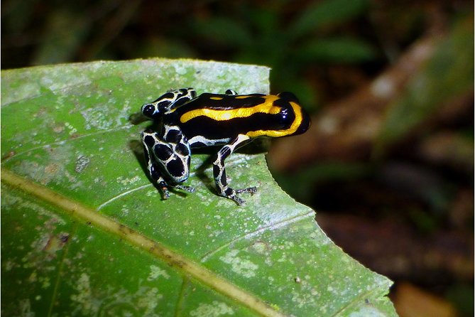 Amazon River Cruise Trip Explore 5D/4N - Inclusions and Amenities