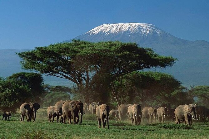 Amboseli National Park Full Day Guided Tour - Included Amenities
