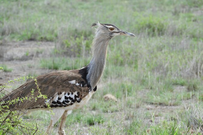 Amboseli National Park Private Day Safari - Frequently Asked Questions
