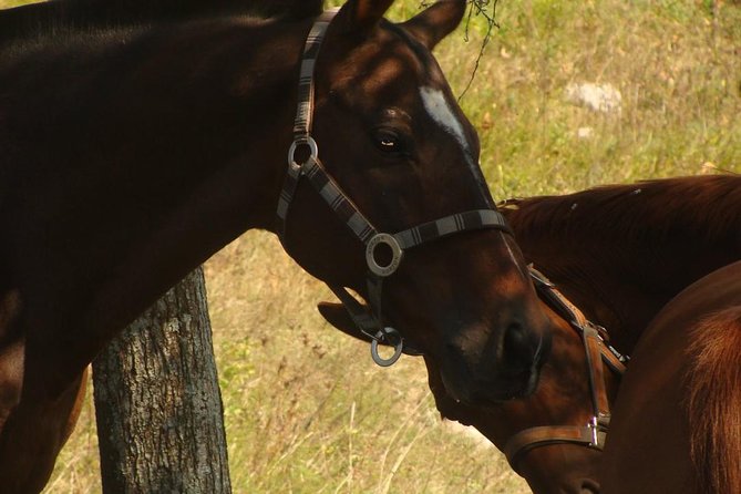 Ancient Roman Horseback Riding Experience - Experience Highlights