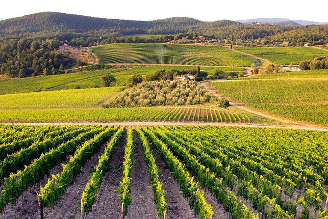 Ancient Wine Cities: Montalcino, San Gimignano and Chianti - Discovering San Gimignano