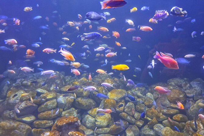 Aquario and Biopark Half-Day Tour - Accessibility Information