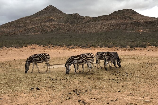 Aquila Safari Full Day Tour With Fairview Wine Tasting - Pickup Information