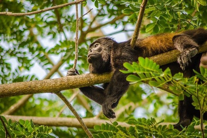 ARENAL ULTIMATE EXPERIENCE (2): Safari, Waterfall, Hike & Baldí. - Safari Adventure