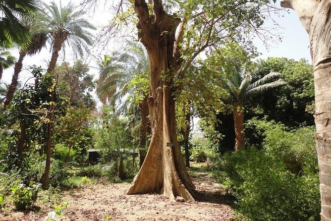 Aswan: Private Nile Boat Cruise and Botanical Garden Visit – 1 Day - Itinerary for the Day