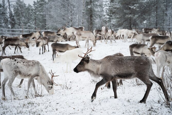 Authentic Reindeer Experience in the Wilderness in Levi - Meeting and Pickup Information