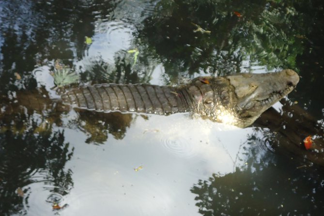 Auto Safari Chapin Drive-Through Nature Park & Zoo From Puerto Quetzal