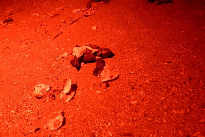 Baby Turtle Release, Night Walk, From Dreams Las Mareas, El Jobo - Pricing Details and Booking