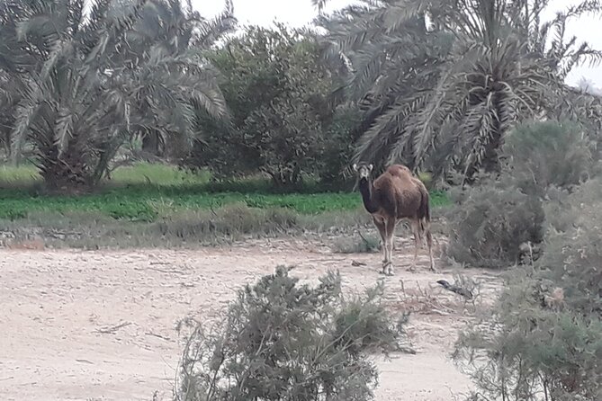 Baharia Oasis From Cairo - Inclusions and Meeting Points