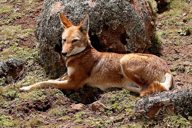 Bale Mountain National Park 5 Days Tour Package - Meeting and Pickup Details
