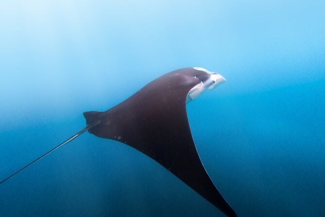 Bali Nusa Penida Day Tour and Private Snorkelling With 4 Spot - Pickup Details
