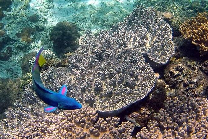 Bali Snorkeling Tour at Blue Lagoon and Tanjung Jepun All Inclusive - Tour Location and Inclusions