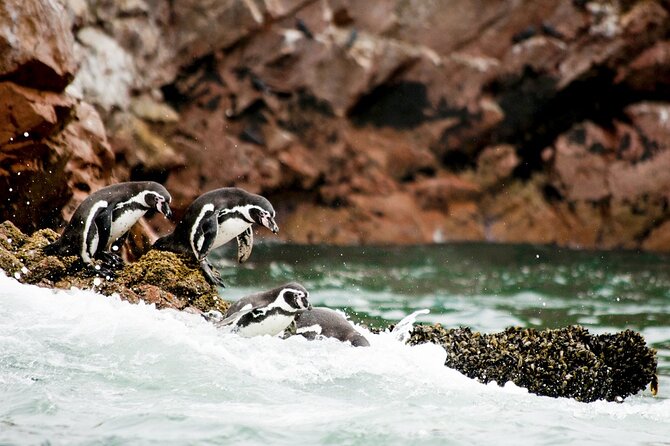 Ballestas Islands, Ica and Huacachina Tour From Lima All Included - Tour Accessibility and Restrictions