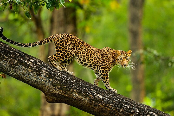 Bangalore to Cochin Natural and Cultural Sites Tour - Accommodation Details