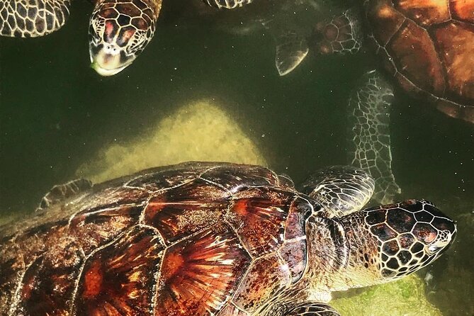 Baraka Aquarium, Spice Tour, Secret Garden, Prison Island, Emerson Restaurant - Experience Secret Garden