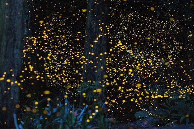 Batu Caves & Firefly Cruise From Kuala Lumpur With Seafood Dinner - Tour Itinerary