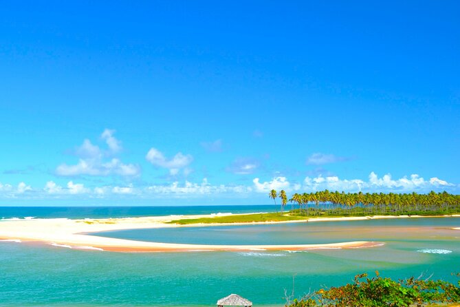Beach Day Tour to Praia Do Forte, Get to Know the Coconut Coast - Highlights of the Coconut Coast