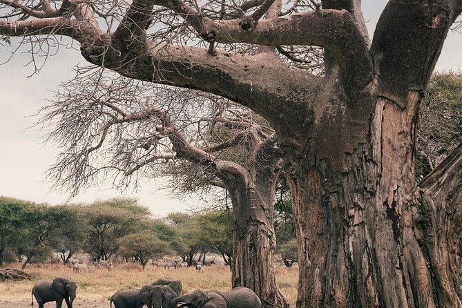 Best Day Trip to Tarangire National Park 2024/2025 - Trip Overview and Highlights