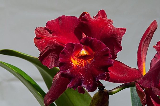 Between Orchids and Hydrangeas - Tour Inclusions
