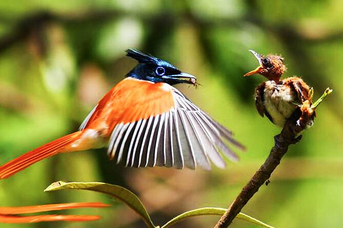 Bird Watching and Wildlife Tour (6 Days) - Itinerary Overview