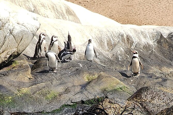 Bird Watching Mantagua Wetland&Penguins Cachagua Island From STGO - Penguins of Cachagua Island