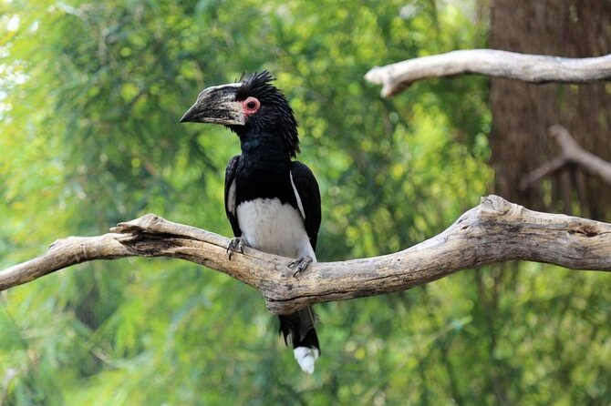 Bird Watching Safari - Booking Process