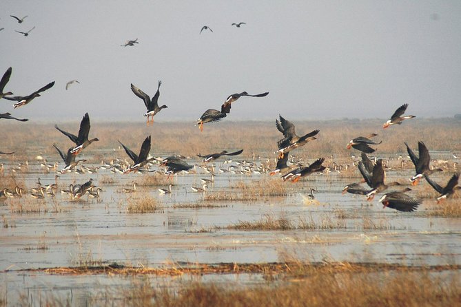Bird Watching Tour at Nanji Hill Poyang Lake Nature Reserve From Nanchang - Additional Information