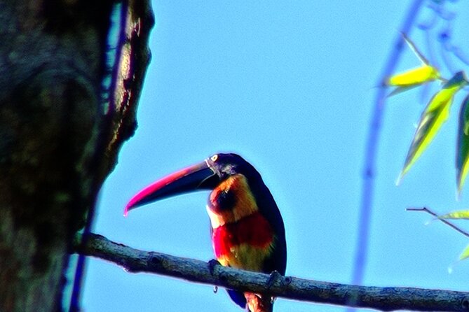 Bird Watching Tour in Drake Bay - What to Expect