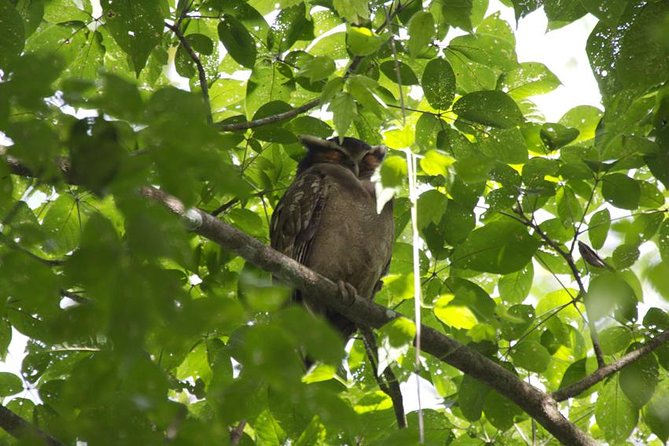 Birding Watching Tour From San José - What To Bring