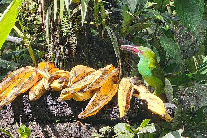 Birdwatching by Mindo Cloud Forest (Private Tour) - Inclusions and Amenities