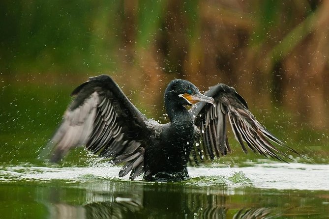 Birdwatching in Villa Wetlands - Lima - Meeting and Pickup