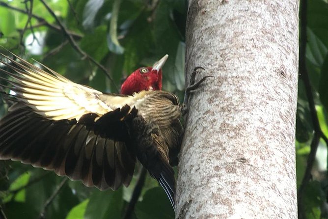 Birdwatching Manuel Antonio/ El Rey. (Marshes,Rice Fields,Canals) Group Tour - Important Reminders