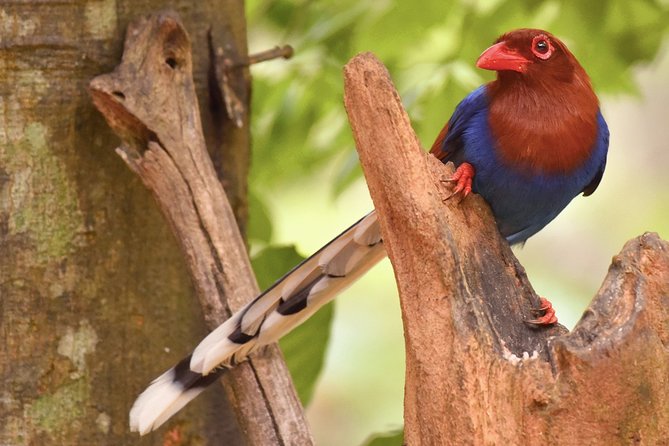 Birdwatching Safari in Udawalawe National Park From Colombo - Inclusions