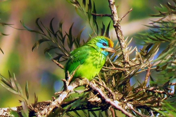 Birdwatching Walk in Sinharaja Rainforest From Colombo - Price and Booking